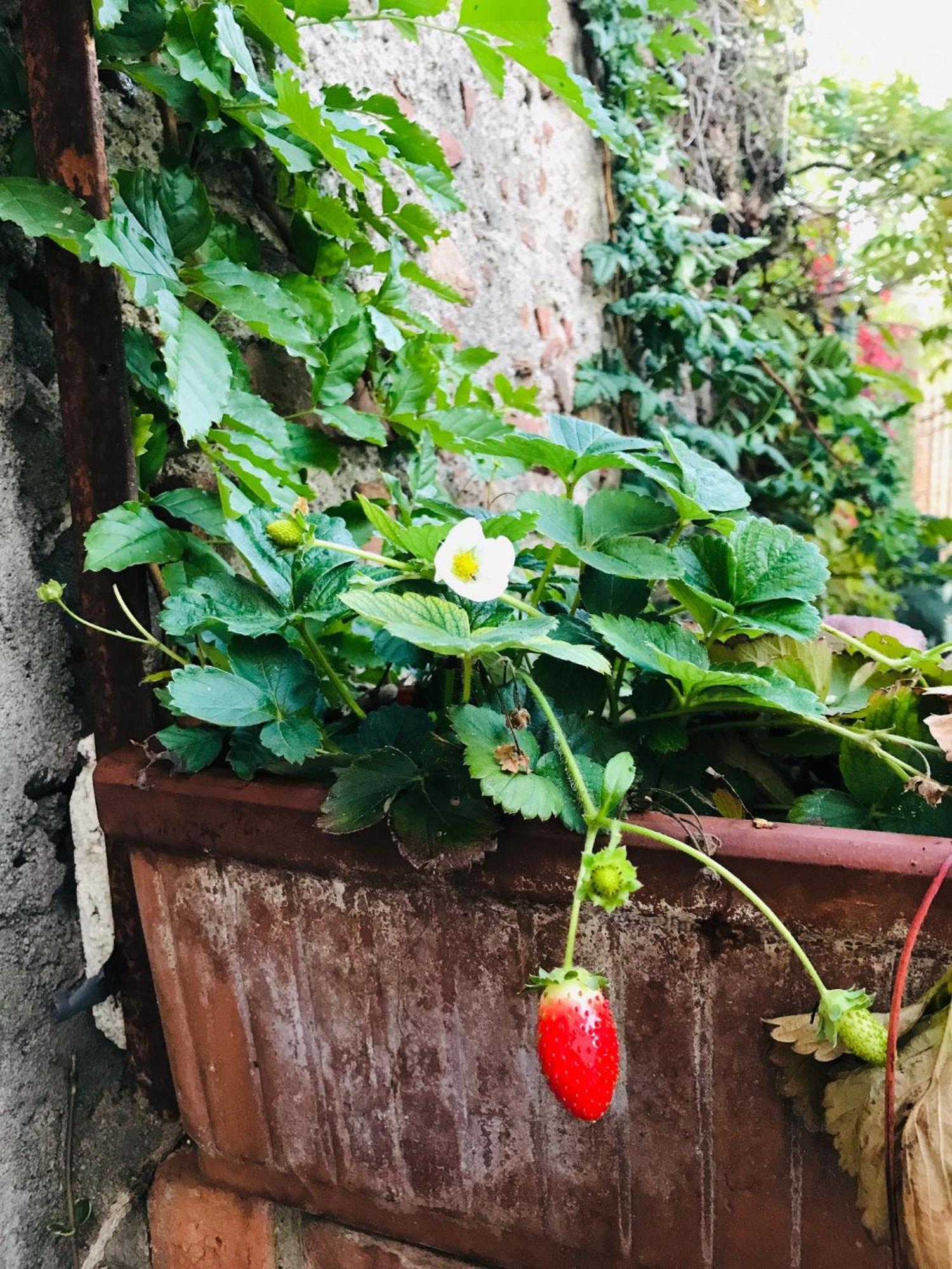 Una Casa Di Campagna Dossobuono Eksteriør bilde